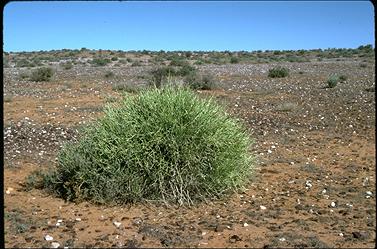 APII jpeg image of Cynanchum viminale subsp. australe  © contact APII