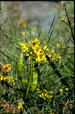 APII jpeg image of Senna forma taxon filifolia  © contact APII