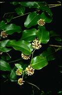 Smilax australis