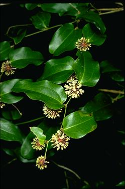 APII jpeg image of Smilax australis  © contact APII