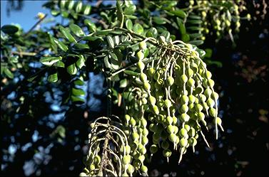 APII jpeg image of Sophora tomentosa  © contact APII