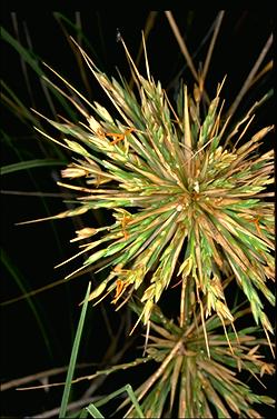 APII jpeg image of Spinifex longifolius  © contact APII