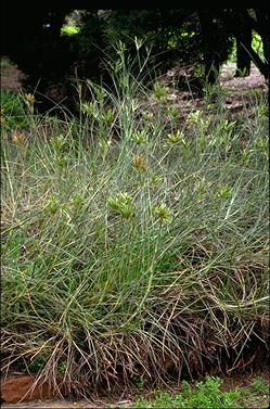 APII jpeg image of Spinifex longifolius  © contact APII