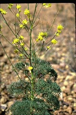 APII jpeg image of Stirlingia tenuifolia  © contact APII