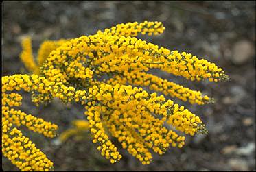 APII jpeg image of Acacia acinacea  © contact APII