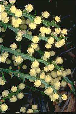 APII jpeg image of Acacia alata  © contact APII