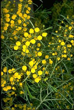 APII jpeg image of Acacia euthycarpa subsp. euthycarpa  © contact APII