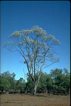 APII jpeg image of Acacia cana  © contact APII