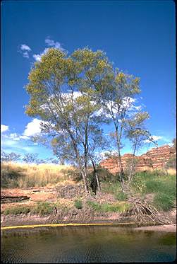 APII jpeg image of Acacia eriopoda  © contact APII