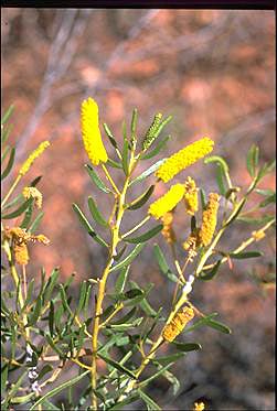 APII jpeg image of Acacia lysiphloia  © contact APII