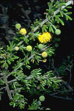 APII jpeg image of Acacia guinetii  © contact APII