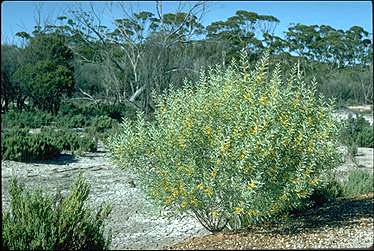 APII jpeg image of Acacia leptopetala  © contact APII