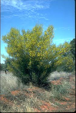 APII jpeg image of Acacia murrayana  © contact APII