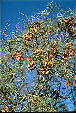 APII jpeg image of Acacia oswaldii  © contact APII