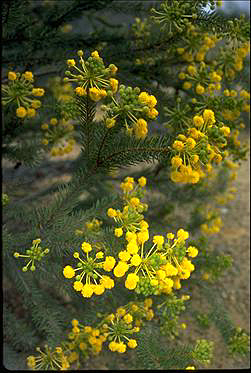 APII jpeg image of Acacia rossei  © contact APII