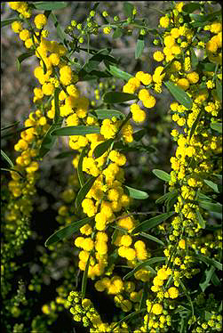 APII jpeg image of Acacia sclerophylla var. sclerophylla  © contact APII