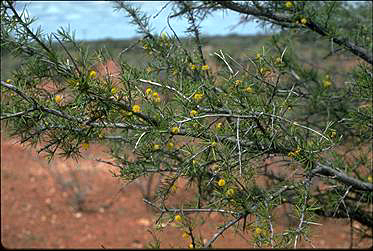 APII jpeg image of Acacia tetragonophylla  © contact APII