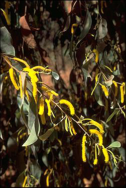 APII jpeg image of Acacia difficilis  © contact APII