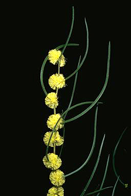 APII jpeg image of Acacia phasmoides  © contact APII