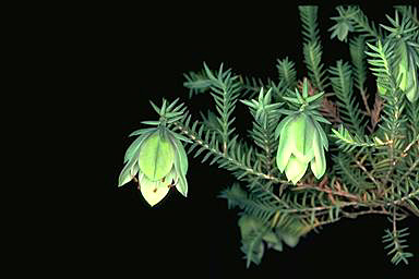 APII jpeg image of Darwinia carnea  © contact APII