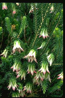 APII jpeg image of Darwinia meeboldii  © contact APII