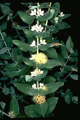 APII jpeg image of Eucalyptus crenulata  © contact APII