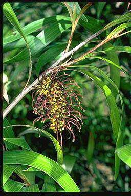 APII jpeg image of Hakea archaeoides  © contact APII