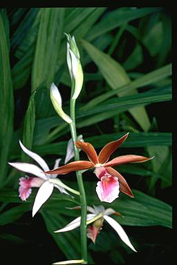 APII jpeg image of Phaius tancarvilleae  © contact APII