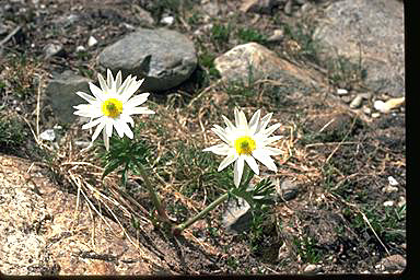 APII jpeg image of Ranunculus anemoneus  © contact APII