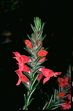 APII jpeg image of Chloanthes coccinea  © contact APII