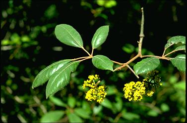 APII jpeg image of Cissus hypoglauca  © contact APII