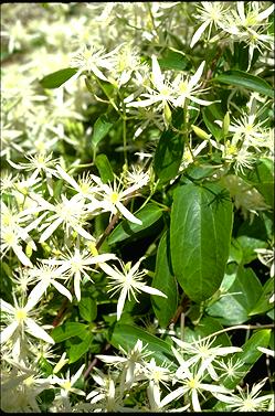 APII jpeg image of Clematis aristata  © contact APII