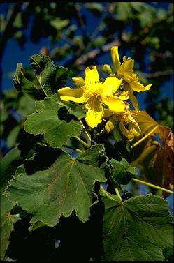 APII jpeg image of Cochlospermum fraseri subsp. heteronemum  © contact APII