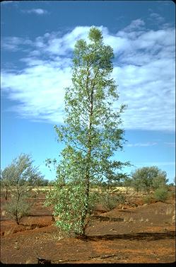 APII jpeg image of Codonocarpus cornifolius  © contact APII