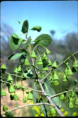 APII jpeg image of Codonocarpus cotinifolius  © contact APII