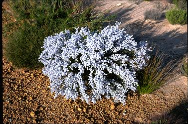 APII jpeg image of Conospermum filifolium  © contact APII