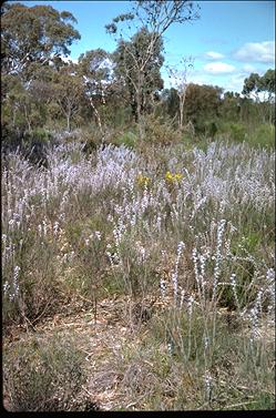 APII jpeg image of Conospermum brachyphyllum  © contact APII