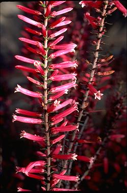 APII jpeg image of Epacris reclinata  © contact APII