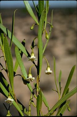 APII jpeg image of Eremophila deserti  © contact APII