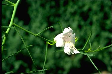 APII jpeg image of Eremophila polyclada  © contact APII