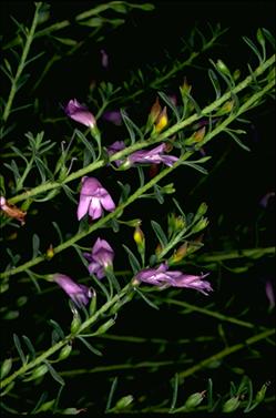 APII jpeg image of Eremophila weldii  © contact APII