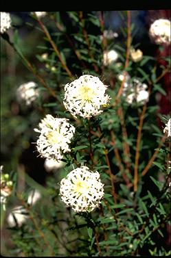 APII jpeg image of Pimelea linifolia  © contact APII