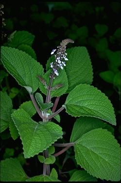 APII jpeg image of Plectranthus graveolens  © contact APII