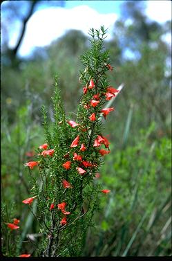 APII jpeg image of Prostanthera aspalathoides  © contact APII