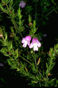 APII jpeg image of Prostanthera cryptandroides  © contact APII