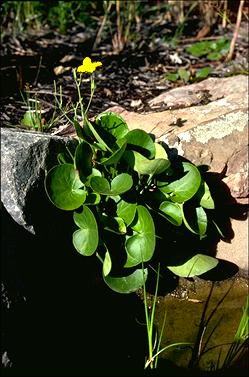 APII jpeg image of Villarsia reniformis  © contact APII