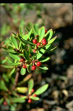 APII jpeg image of Tasmannia lanceolata  © contact APII