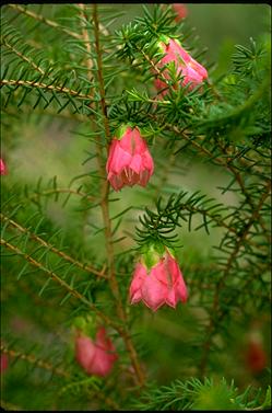 APII jpeg image of Darwinia lejostyla  © contact APII