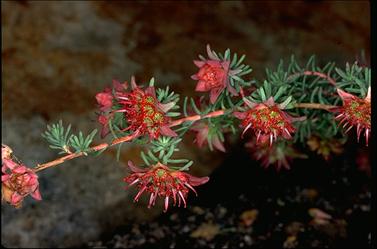 APII jpeg image of Darwinia purpurea  © contact APII