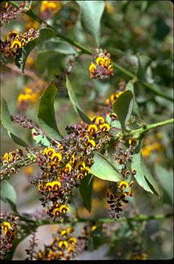 APII jpeg image of Daviesia latifolia  © contact APII